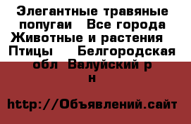 Элегантные травяные попугаи - Все города Животные и растения » Птицы   . Белгородская обл.,Валуйский р-н